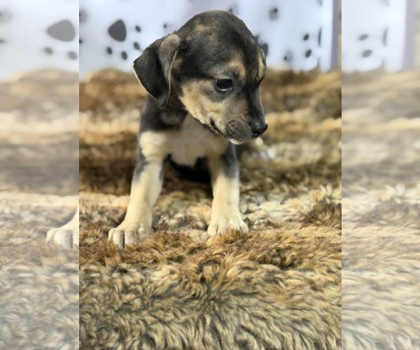 Medium Photo #5 Miniature Pinscher-Unknown Mix Puppy For Sale in SHERBURNE, NY, USA
