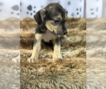 Small #4 Miniature Pinscher Mix
