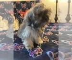 Puppy Mikey Shih Tzu