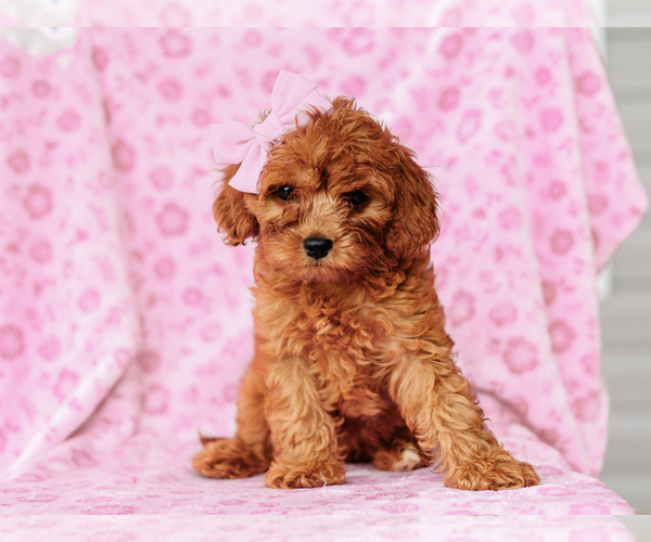 Medium Photo #1 Cavalier King Charles Spaniel-Poodle (Toy) Mix Puppy For Sale in LIBERTY, KY, USA