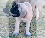 Puppy Puppy 4 Mastiff