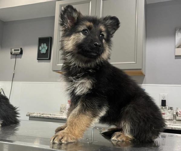 Medium Photo #2 German Shepherd Dog Puppy For Sale in COLUMBUS, IN, USA