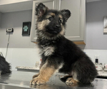 Small Photo #2 German Shepherd Dog Puppy For Sale in COLUMBUS, IN, USA