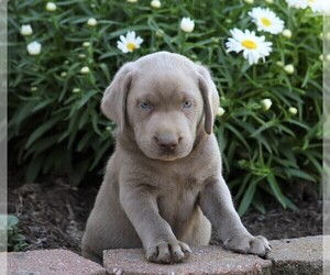 Labrador Retriever Puppy for sale in FREDERICKSBG, OH, USA