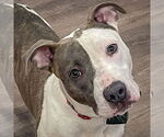 Small American Staffordshire Terrier-Boxer Mix