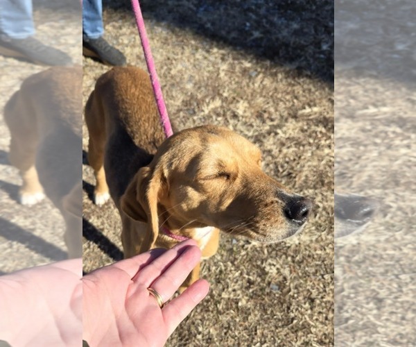 Medium Photo #3 Mutt Puppy For Sale in Rustburg, VA, USA