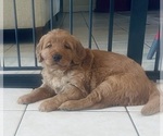 Small #34 Golden Retriever