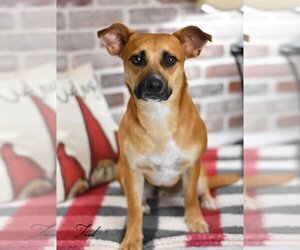 Chihuahua-Labrador Retriever Mix Dogs for adoption in Brewster, NY, USA