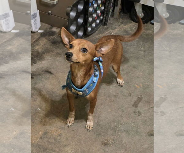 Medium Photo #6 Rat-Cha Puppy For Sale in Wakefield, RI, USA