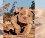 Small Photo #7 English Bulldog Puppy For Sale in HESPERIA, CA, USA