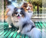 Small Pomeranian