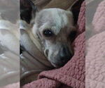 Small #17 Chihuahua Mix