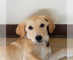Small Photo #10 Great Pyredane Puppy For Sale in Mundelein, IL, USA