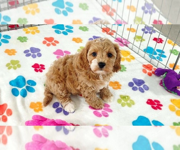 Medium Photo #5 Cavapoo (Miniature)-Poodle (Toy) Mix Puppy For Sale in ORO VALLEY, AZ, USA