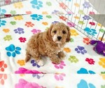 Small #4 Cavapoo (Miniature)-Poodle (Toy) Mix