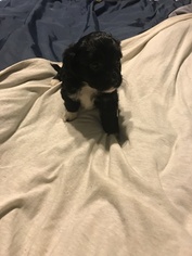 Poovanese Puppy for sale in HARRISBURG, IL, USA