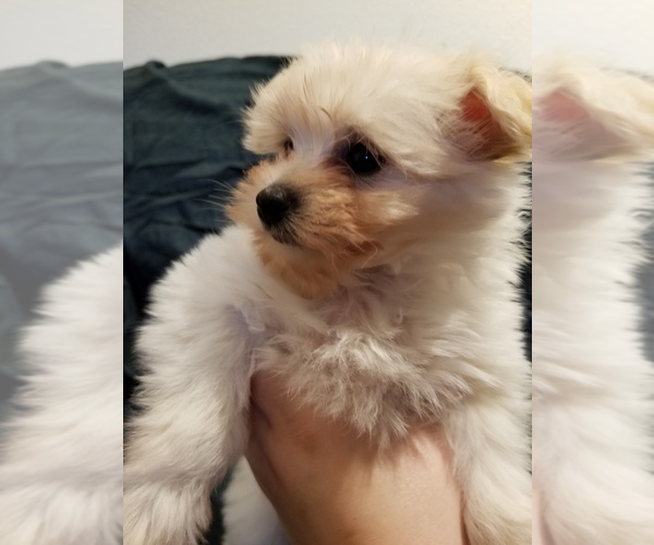 Medium Photo #5 Pom-A-Nauze Puppy For Sale in CANBY, OR, USA