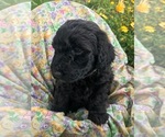 Small Photo #10 Labradoodle Puppy For Sale in WILTON, CA, USA