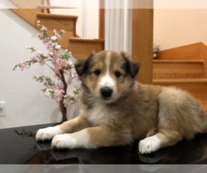 Border Collie-Collie Mix Puppy for sale in MERCER, PA, USA
