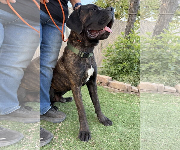 Medium Photo #3 Mutt Puppy For Sale in Goodyear, AZ, USA