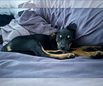 Small #4 Labrador Retriever Mix