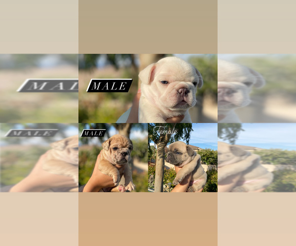 Medium Photo #1 French Bulldog Puppy For Sale in FONTANA, CA, USA