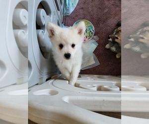 Japanese Spitz-Shetland Sheepdog Mix Puppy for sale in GULF BREEZE, FL, USA