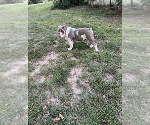Bulldog Puppy for sale in FAIRBURN, GA, USA