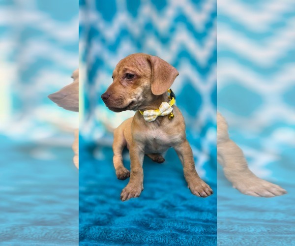 Medium Photo #3 Chihuahua-Unknown Mix Puppy For Sale in Oakhurst, NJ, USA