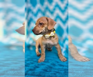 pinky- Pac Man litter - Female Chihuahua-Unknown Mix Dog for Adoption - Photo #3