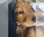 Small Photo #8 Golden Retriever Puppy For Sale in DALLAS, TX, USA