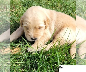 Golden Retriever Puppy for sale in DELANO, MN, USA