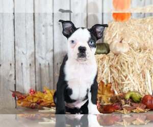 Boston Terrier Puppy for sale in MOUNT VERNON, OH, USA