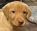 Small #2 Labrador Retriever