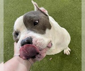 Mutt Dogs for adoption in Waco, TX, USA