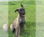 Small #6 Belgian Malinois-Dutch Shepherd Dog Mix