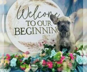 French Bulldog Puppy for sale in CINCINNATI, OH, USA