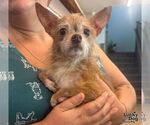 Small #3 Chihuahua Mix