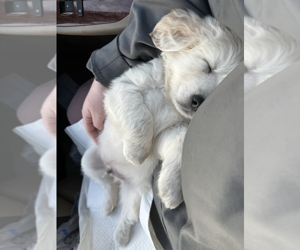 Medium Photo #9 English Cream Golden Retriever Puppy For Sale in FALLSTON, MD, USA