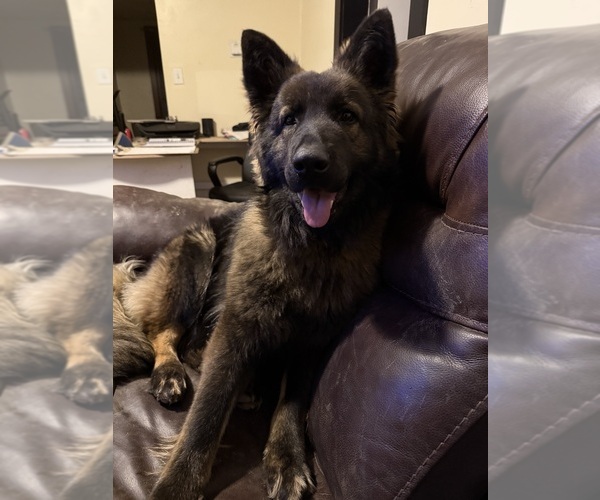 Medium Photo #1 German Shepherd Dog Puppy For Sale in FLINT, MI, USA