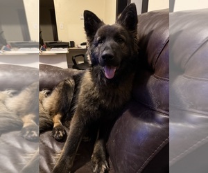 Mother of the German Shepherd Dog puppies born on 05/16/2026