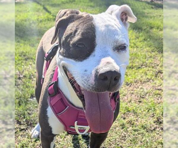 Medium Photo #1 American Pit Bull Terrier-Unknown Mix Puppy For Sale in Houston, TX, USA
