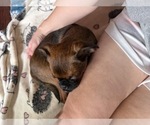 Small #11 Brussels Griffon