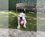 Small #1 Mutt