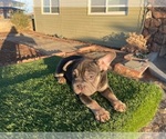 Small #8 French Bulldog