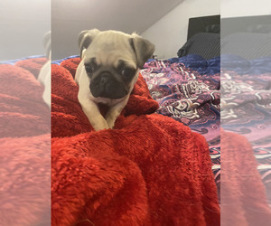 Pug Puppy for sale in ABERDEEN, WA, USA