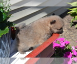 Small #2 Pomeranian
