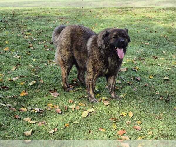 Medium Photo #10 Caucasian Shepherd Dog Puppy For Sale in NORTH PLAINS, OR, USA