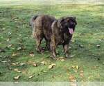 Small #9 Caucasian Shepherd Dog