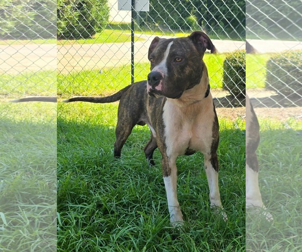 Medium Photo #3 Boxador Puppy For Sale in Orangeburg, SC, USA